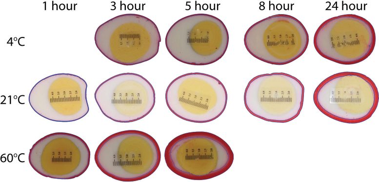 Comparaison de la pénétration d'un colorant dans le blanc d'œuf à différentes températures