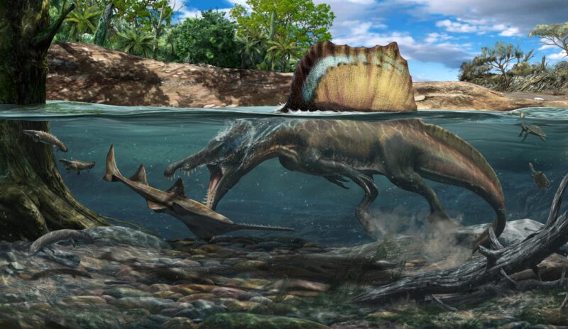 Des os denses permettaient au Spinosaurus - le plus grand dinosaure carnivore jamais découvert - de chasser sous l'eau.