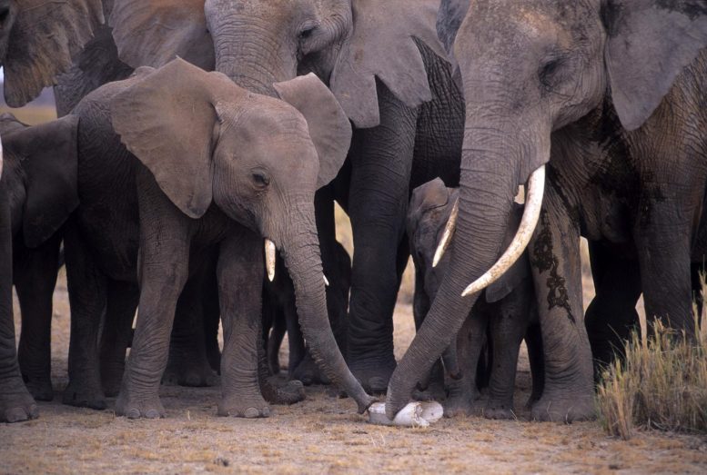 African Elephants Examine Bone