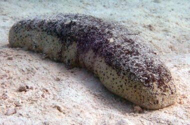 Un délice en voie de disparition : Les concombres de mer tropicaux en difficulté - essentiels à la santé des écosystèmes océaniques