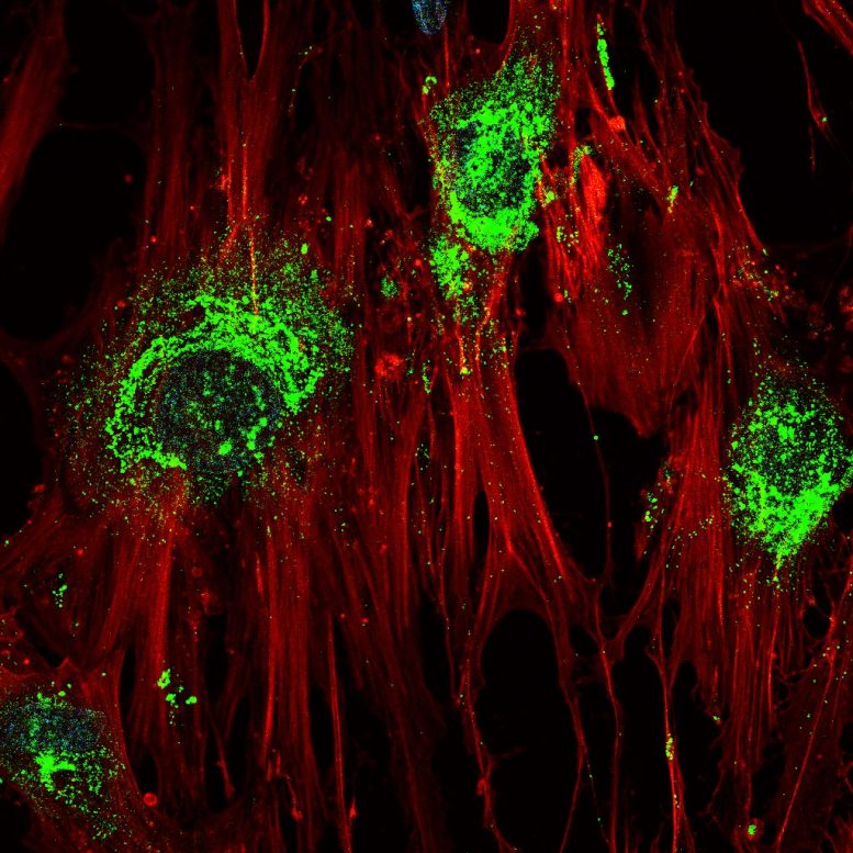 Agrandissement des cellules souches se transformant en cellules osseuses