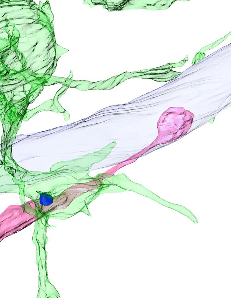 Épine synaptique engloutie par la microglie dans le cerveau adulte