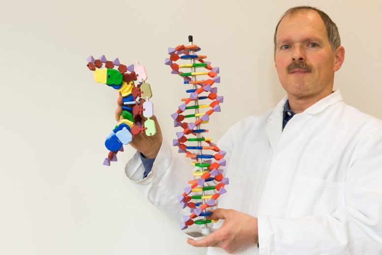 Un biologiste montre des modèles d'ADN et d'ARNm