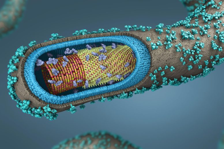 Illustration d'une coupe transversale de l'agent pathogène Ebola