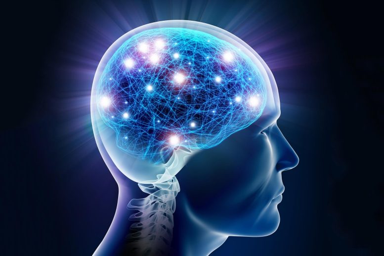 Neurones de la mémoire du cerveau humain