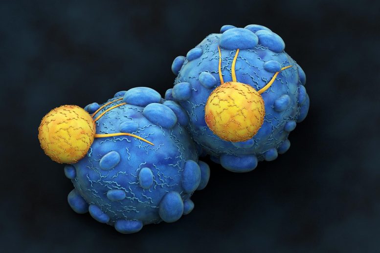 Les cellules cancéreuses attaquées par les lymphocytes T tueurs