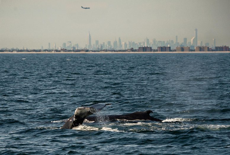 Baleine à bosse à New York