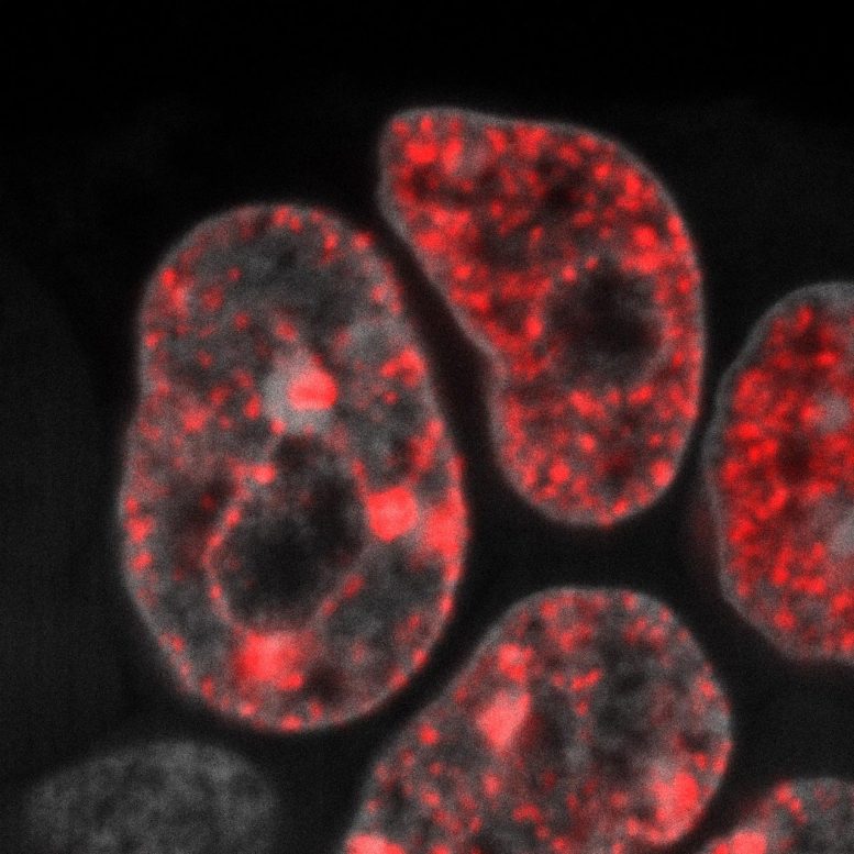 Réplication de l'ADN dans les cellules souches embryonnaires de souris