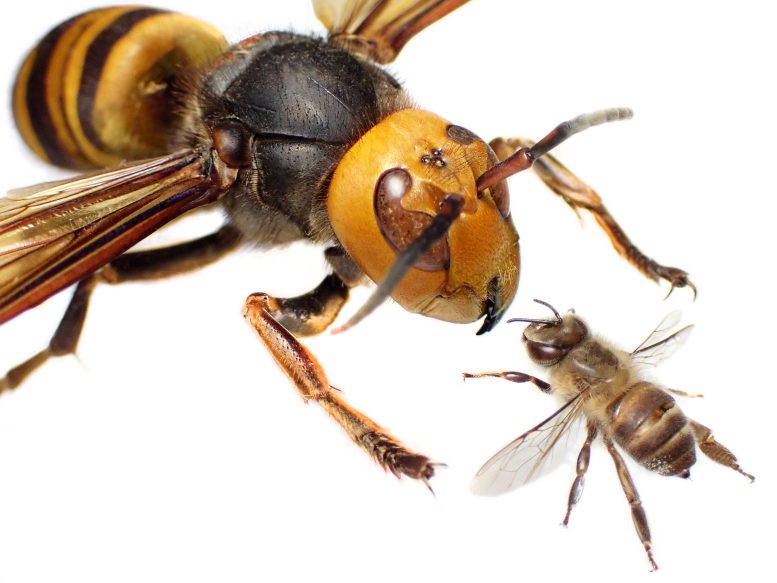 Le frelon géant asiatique et l'abeille