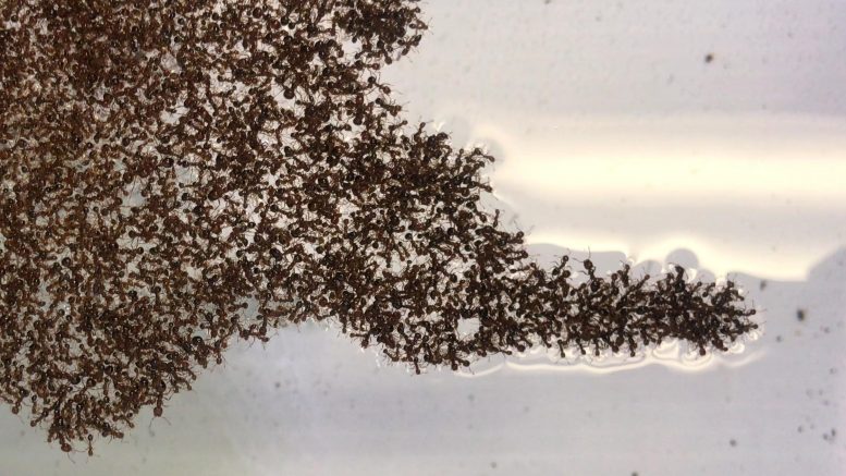 Protrusion d'un radeau de fourmis de feu