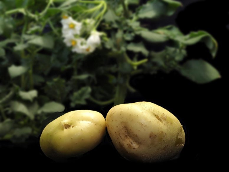 Pommes de terre Plantes Fleurs