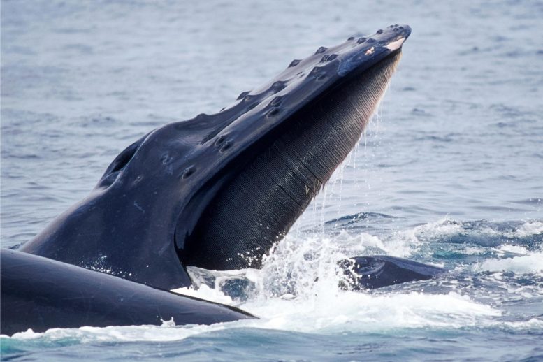 L'alimentation des baleines à fanons