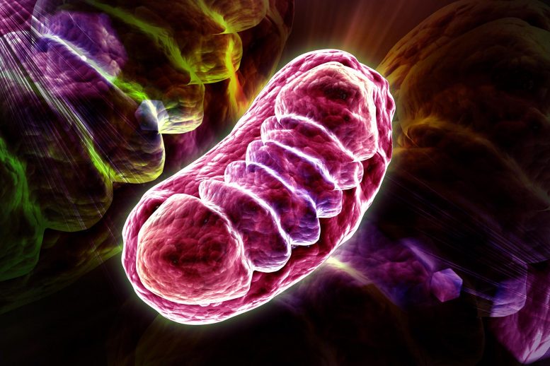 Illustration de la cellule mitochondriale
