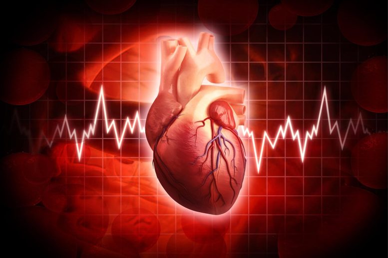 Concept de cardiologie du cœur humain
