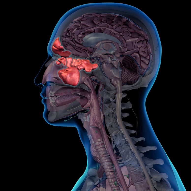 Anatomie des sinus