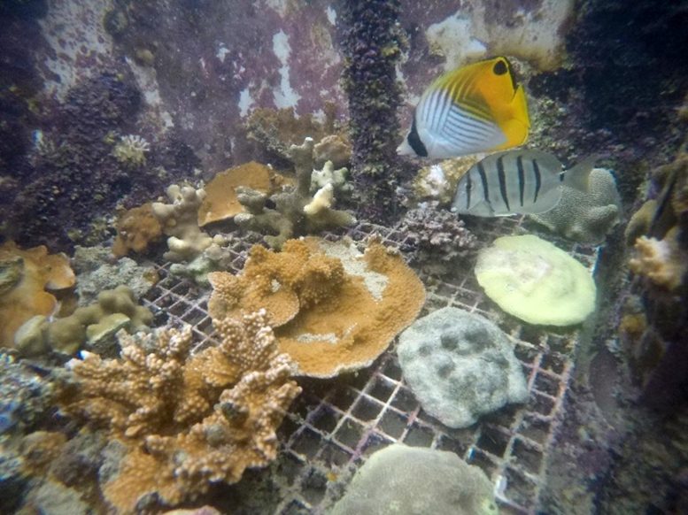 Les coraux hawaïens font preuve d'une étonnante résilience face au réchauffement des océans