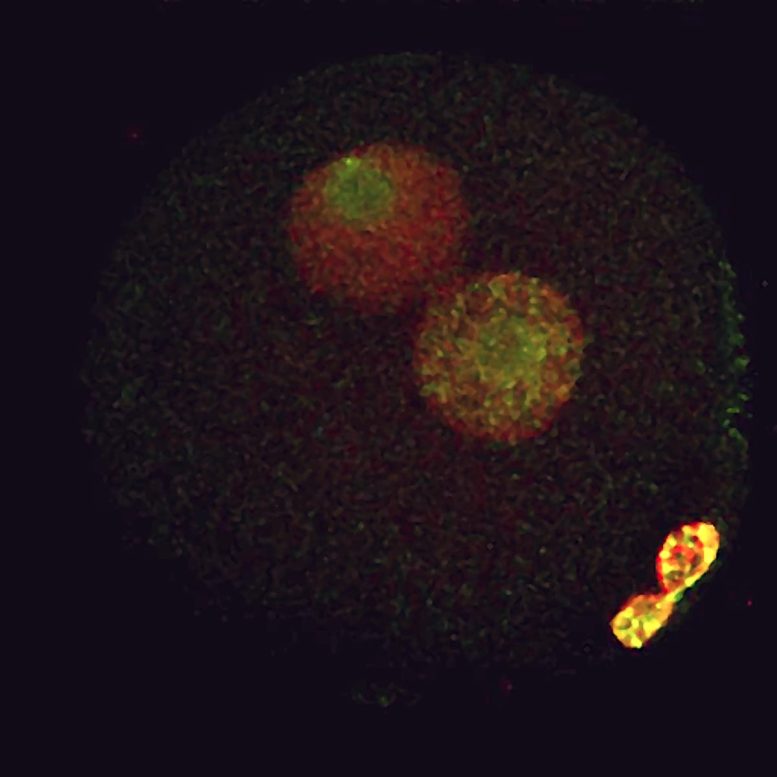 Embryon unicellulaire de souris présentant deux pronucléus