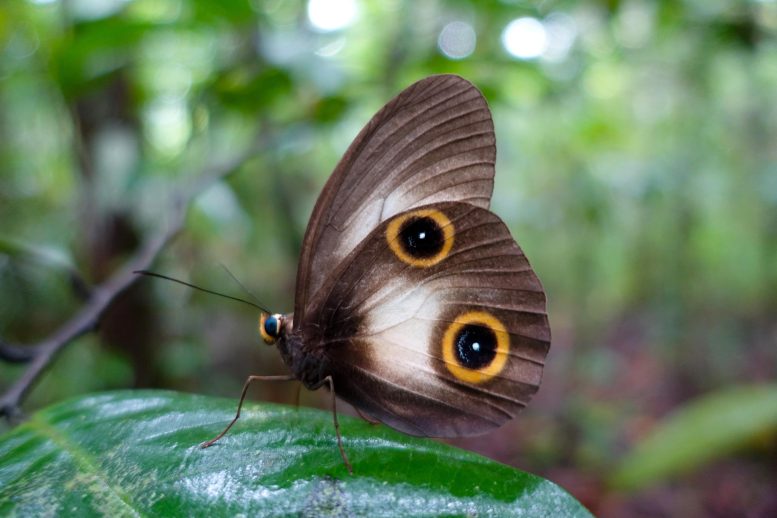 Papillon de la chouette soyeuse (Taenaris Catopsv)