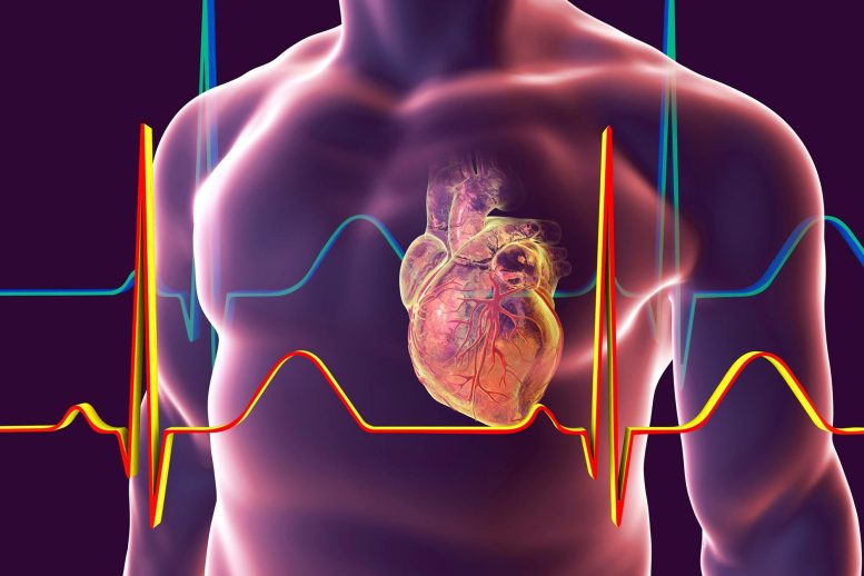 Fréquence cardiaque du corps humain
