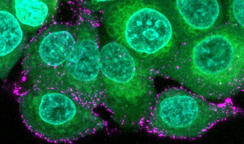 Cellules épithéliales humaines synthétisant les virus du SRAS-CoV-2