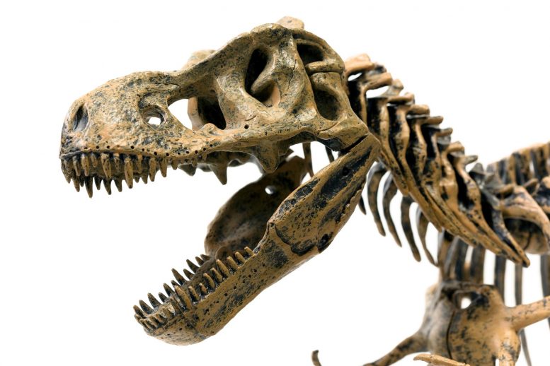 Squelette de Tyrannosaurus Rex