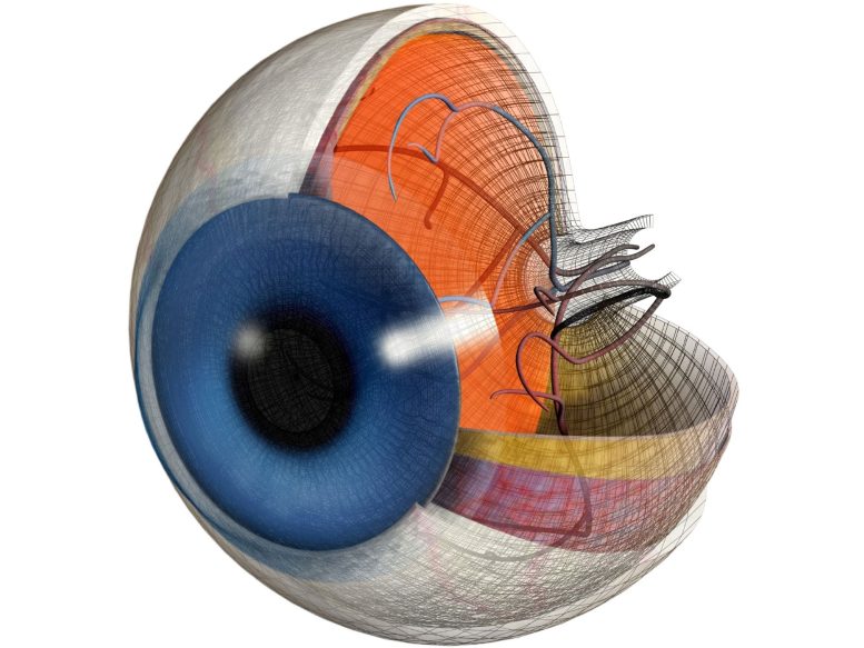 Anatomie de l'œil en coupe