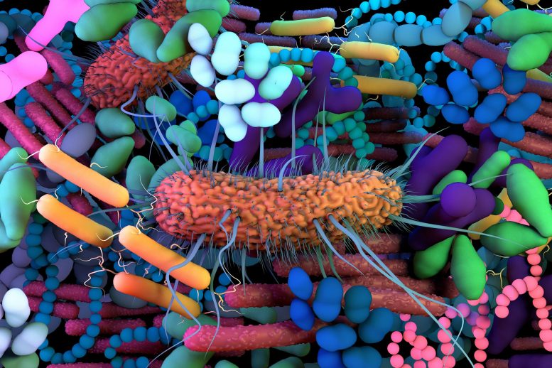 Cellules bactériennes du microbiome de l'intestin humain