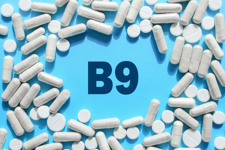 Suppléments de folate (vitamine B9)