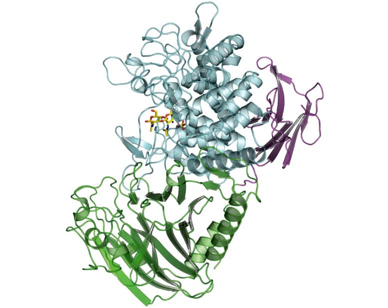 Une enzyme bactérienne permet de créer un nouveau type de polymère biodégradable.