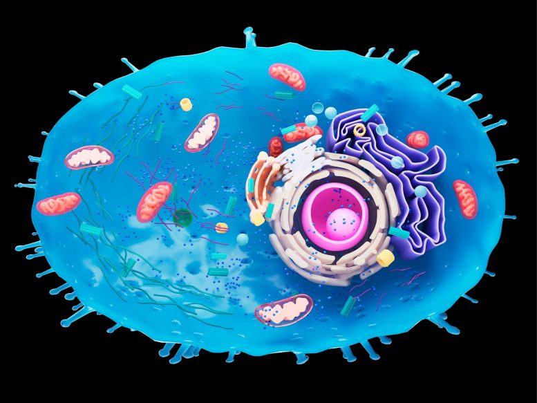 Illustration d'une coupe transversale de cellule humaine