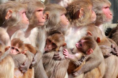 Female Rhesus Macaque Monkeys and Infants