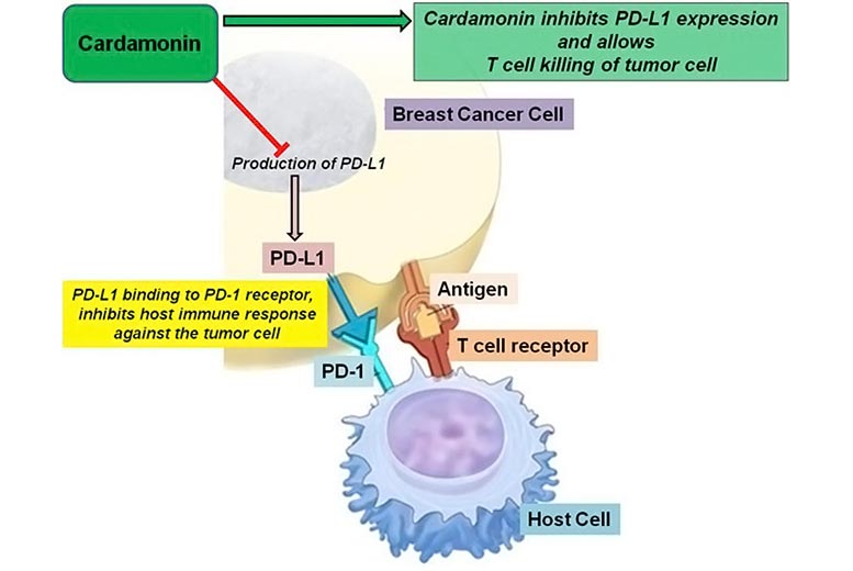 Cardamonine et cancer du sein