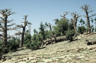 "L'empreinte d'une sécheresse plus chaude - Les forêts de la Terre peuvent-elles survivre au réchauffement de la planète ?