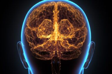 Human Brain Neural Network Cerebral Cortex