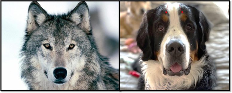 Les yeux du loup et du chien