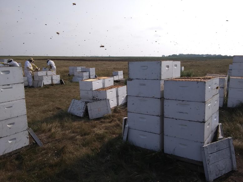 Les abeilles dans le Dakota du Sud