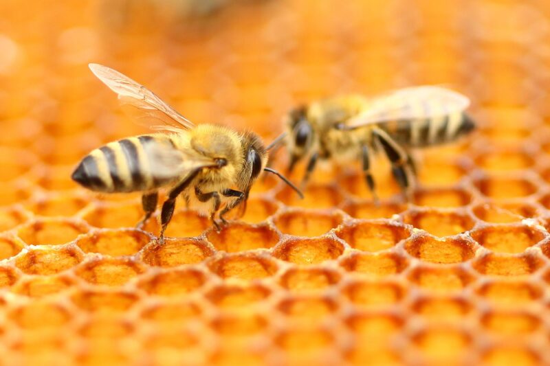 Bees Honeycomb