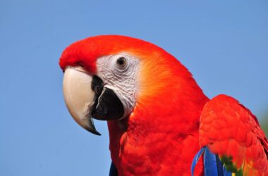 Percer le mystère de la longévité exceptionnelle des perroquets