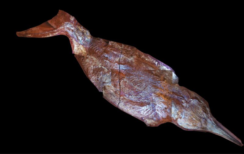 Des scientifiques découvrent un reptile marin ressemblant à un poisson, enfoui dans sa graisse il y a 150 millions d'années.