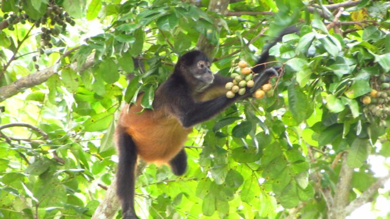 La recherche confirme l'hypothèse du "singe ivre" : l'homme a hérité de l'amour de l'alcool de ses ancêtres primates.