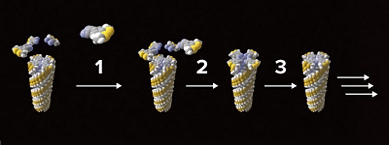 Des molécules précurseurs en forme de coin construisent un polymère supramoléculaire en forme de tige