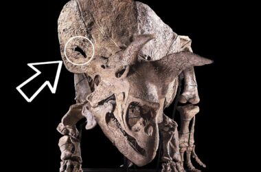 Triceratops horridus Big John