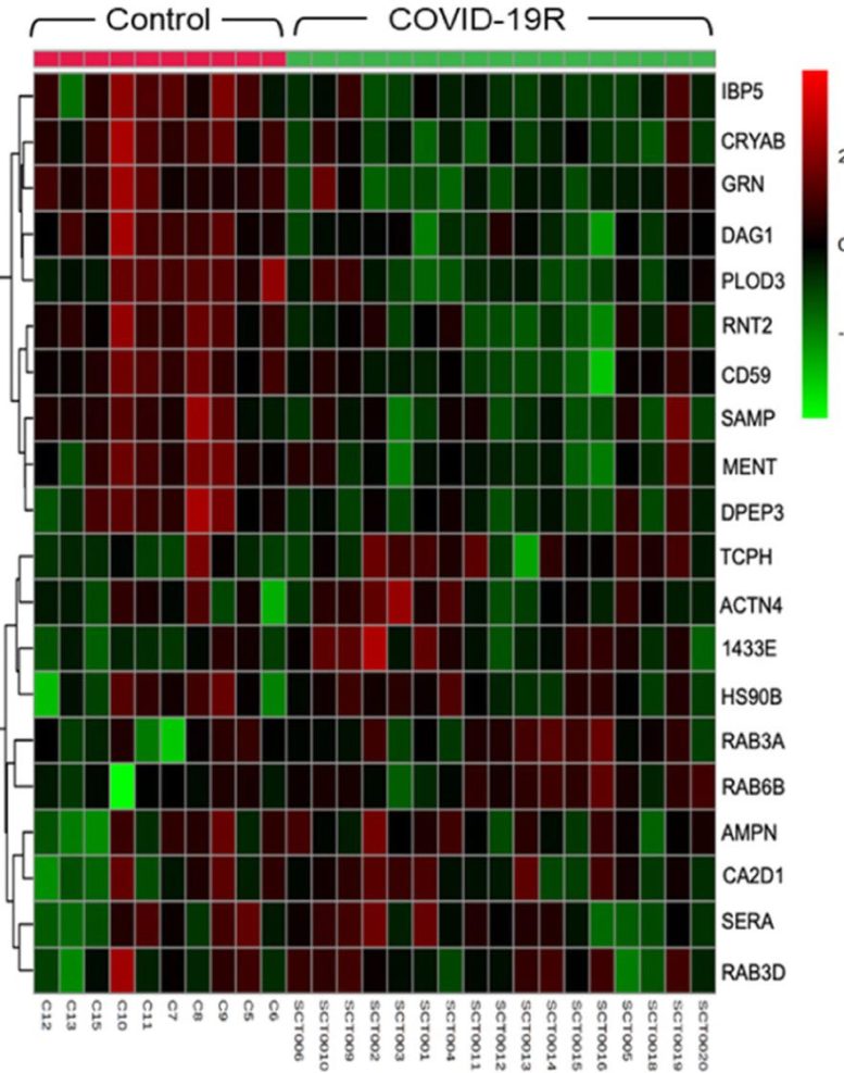 COVID-19 Fertility-Related Proteins Heat Map