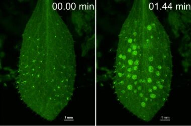 Plants Activate Their Immune System Against Pathogens
