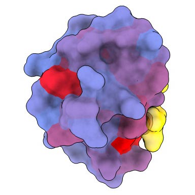 Sites allostériques et actifs de la protéine humaine PDZ3 (Retourner)