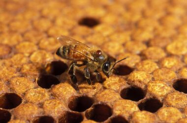 Les abeilles résistantes au varroa ont deux fois plus de chances de survivre à l'hiver