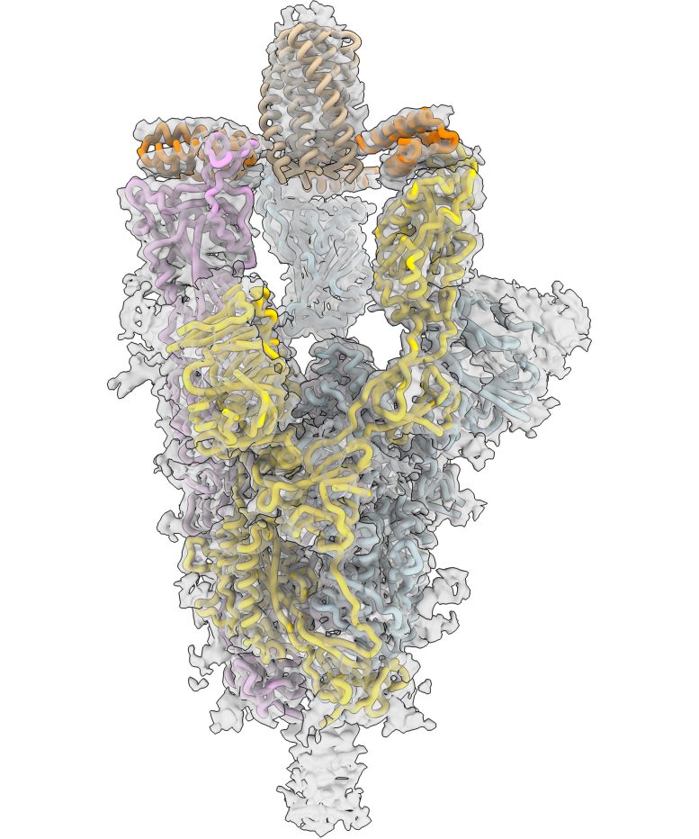 CryoEM COVID Spike Protein