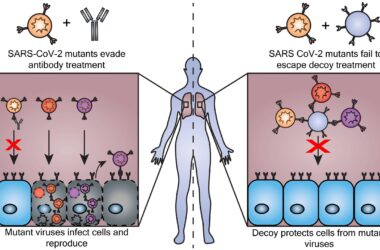 Surmonter les variantes du COVID : Les nanoparticules leurres trompent le coronavirus au cours de son évolution.