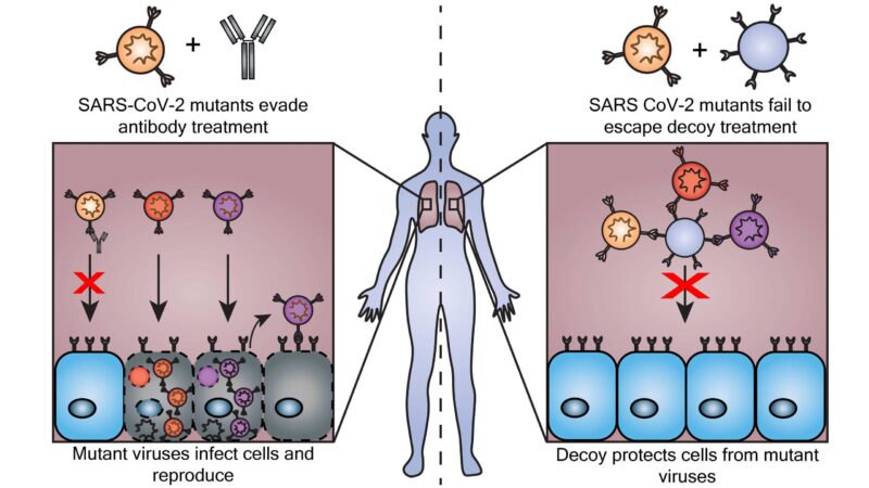 Surmonter les variantes du COVID : Les nanoparticules leurres trompent le coronavirus au cours de son évolution.