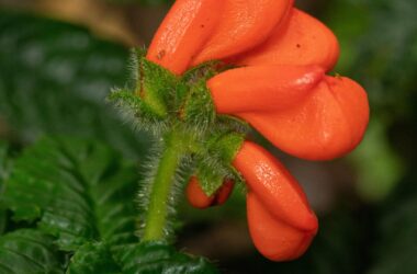 La fleur sauvage sud-américaine perdue "Extinctus" n'est pas éteinte après tout - "Était-ce vraiment si facile ?"